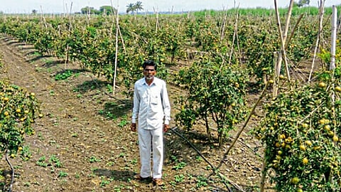 मधमाशीपालन व सेंद्रिय पद्धतीने व्यवस्थापन करीत डाळिंब शेतीत पोपट ढुके यांनी ठसा उमटवला आहे.