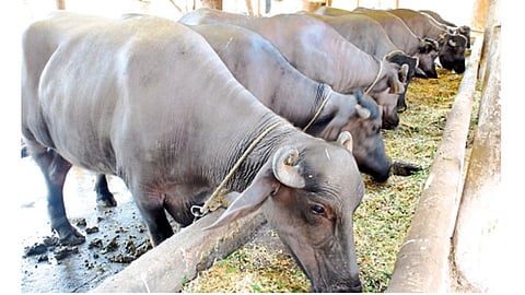 दुधाळ जनावरे.