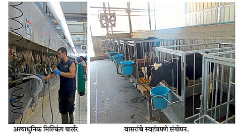 अत्याधुनिक पशुपालनात इस्राईलचा ठसा