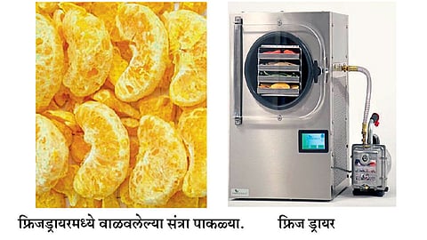 साठवण क्षमता वाढवण्यासह संत्र्यांचे करा मूल्यवर्धन