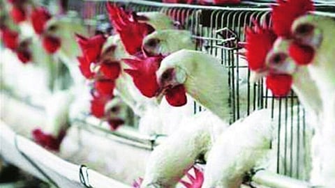 After six months the price of chicken crossed two hundred mark Nashik News