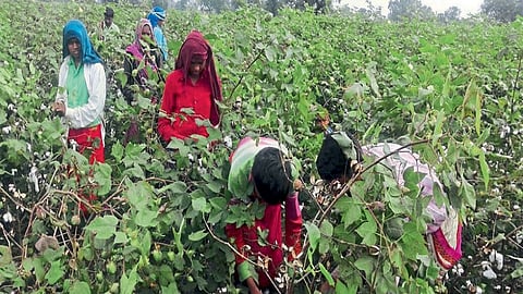Agricultural laborers are getting double wages nashik marathi news