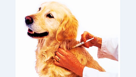 आला पावसाळा, प्राण्यांना गॅस्ट्रोपासून सांभाळा