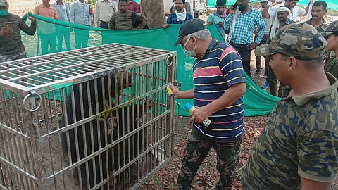 सालेकसा : पिंजऱ्यात कैद केलेले अस्वल.