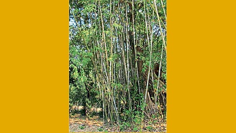 हलक्या जमिनीत बांबू पिकाची वाढ चांगली होते.