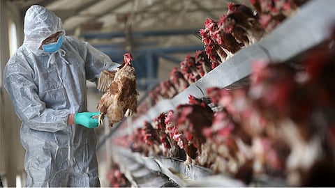 Bird Flu | कोरोनामुळे बर्ड फ्लू आजाराशी लढणे होणार सोपे, तज्ज्ञांचे मत