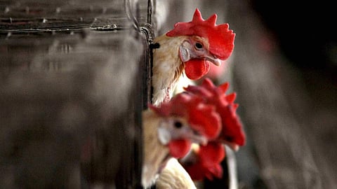 Bird flu vigilance: 299 samples of hens send to teste