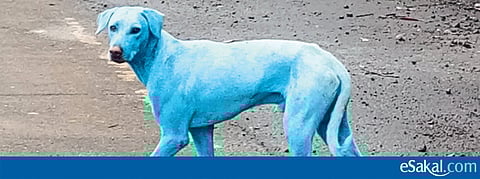 हिरव्या पावसानंतर आता निळी कुत्री; पनवेलमध्ये प्रदूषणाचा घातक विळखा