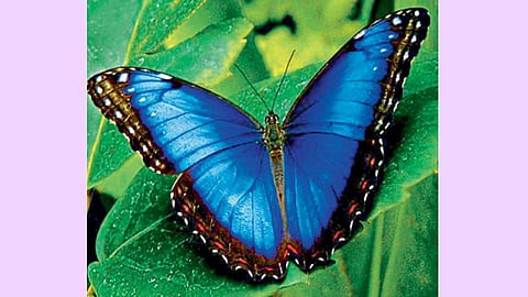 नष्ट झालेले ब्लू मॉर्मोनी प्रजातीचे फुलपाखरू