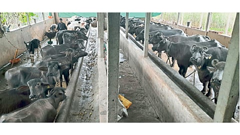 जनावरांचा बाजार बंद, व्यापाऱ्यांनी विक्रीसाठी शोधला नवा फंडा