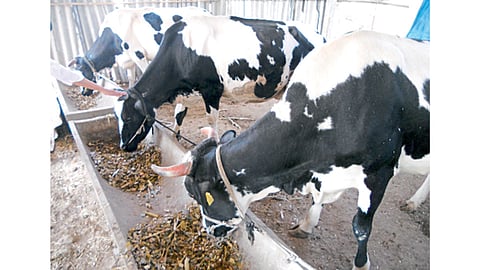 जनावरांच्या छावण्या