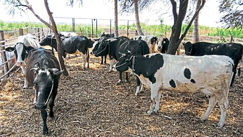 गर्भधारणा यशस्वीपणे होण्यासाठी जनावराच्या माजाची लक्षणे ओळखणे महत्त्वाचे असते.