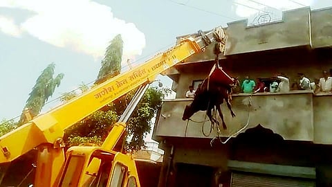 Cattels dropped down by crane in Shirol