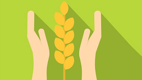 ९९ टक्के शेतकरी पीकविम्यास अपात्र