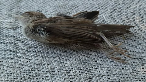 चेंबूर परिसरात कावळ्यांचा मृत्यू, नागरिक भयभीत
