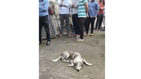 dog stayed silent until his Owners ritual