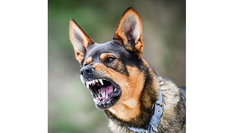 पिंपरी-चिंचवडकरांनो सावध राहा; कुत्र्यांचे हल्ले वाढले, पाच महिन्यांत दोन हजार 430 जणांना चावा