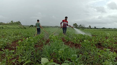 पुणे : पावसाने लावली हजेरी अन् बटाटा पिक...