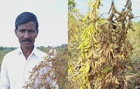 Akola News: Half cost, triple income !, Uttamrao and Latabai grow ten quintals of soybean per acre from organic farming