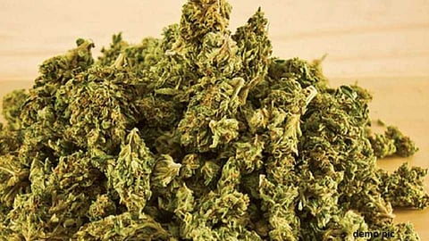 Police raid cannabis farm in Eknathwadi