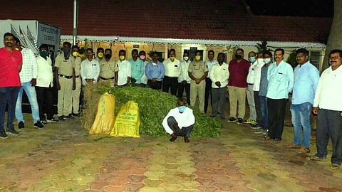 दौंड : गिरीम येथे तब्बल 21 लाखांचा गांजा जप्त