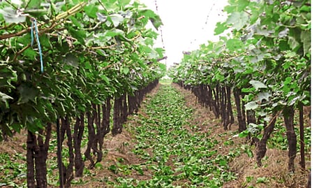 तळेगावमध्ये आच्छादित हेक्टर बागेत द्राक्षांच्या उत्पादनाचा पथदर्शी प्रयोग
