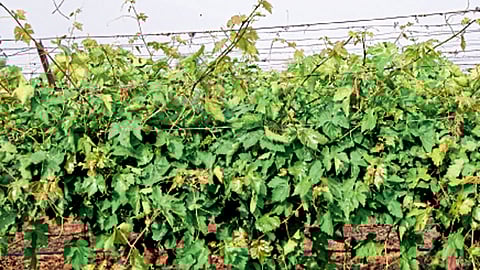 पावसानंतर द्राक्ष वेलीची झालेली जास्तीची वाढ.