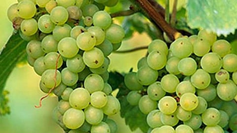 Grapes