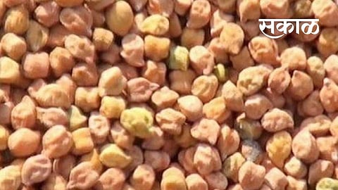 In Hingoli district farmers have started buying gram with guaranteed price