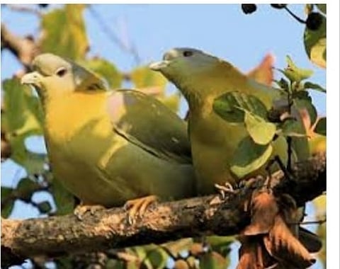 Hariyal Bird