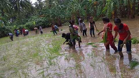 अर्नाळा ः भाताची लावणी करताना विवा काॅलेजचे विद्यार्थी.