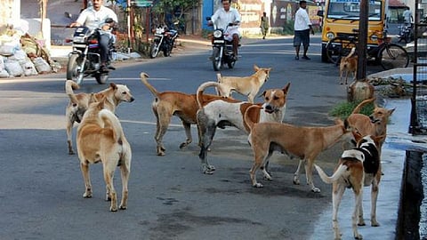 अबब! कुत्र्यांच्या नसबंदीसाठी 1 कोटीचा खर्च