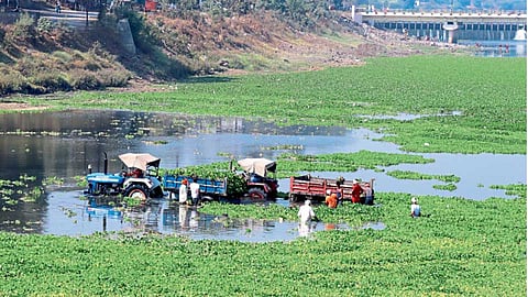 इंद्रायणी नदी पात्रातील बुधवारी जलपर्णी काढण्याचे सुरूअसलेले काम
