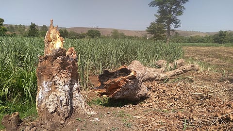 20 trees dangerous on Kale