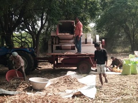 white gold cotton farm