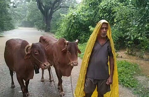 The farmer rescued the oxen from the floodwaters konkan sindhudurg