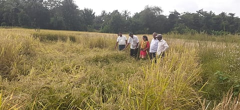 Damage to agriculture due to rains in Sindhudurg district