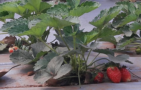 Strawberry Production Tithwali Konkan Sindhudurg