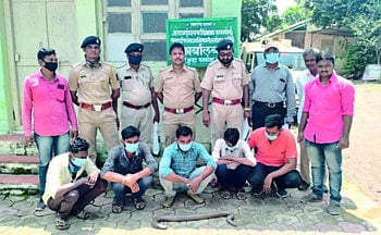 वढोदा वनक्षेत्रातून पाच मांडूळ तस्कर गजाआड !