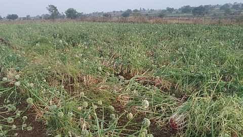Ahmednagar district farmers have to pay Rs 8000 for onion seeds