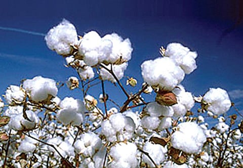 Damage to cotton due to heavy rains in Nagar district