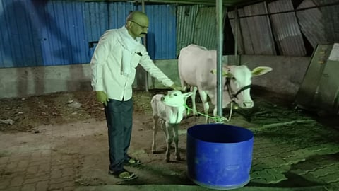 Video : ...अरे बापरे गाईला झालाय ‘कोविड’!