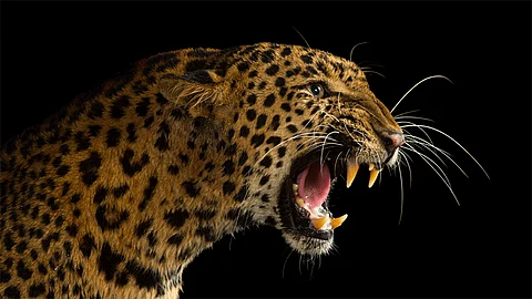 Leopard Seen On Kagal Nidhori State Road Kolhapur News