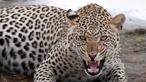 leopard