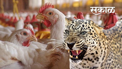 Leopard eat 160 chickens in Khamgav