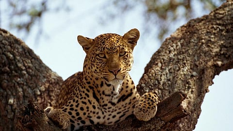 Leopards have been found again in the Chandbibi Mahal area