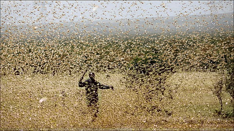 people bang drums in an agricultural field kanpur video viral