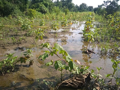 मेंढला ः अतिपावसामुळे पिकांत पाणी साचल्याने पिवळी पडत असलेली पिके.