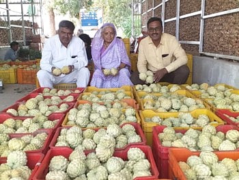 custard apple dispatch