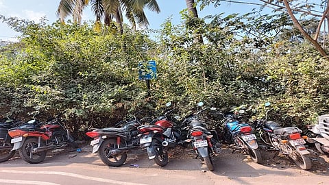 फलक झुडपांत